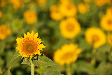 Sunflower flower in a field