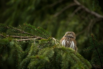 Glaucidium passerinum. It is the smallest owl in Europe. It occurs mainly in northern Europe. But also in Central and Southern Europe. In some mountain areas. Photographed in the Czech Republic. Wild 