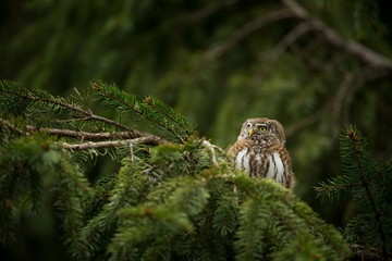 Glaucidium passerinum. It is the smallest owl in Europe. It occurs mainly in northern Europe. But also in Central and Southern Europe. In some mountain areas. Photographed in the Czech Republic. Wild 