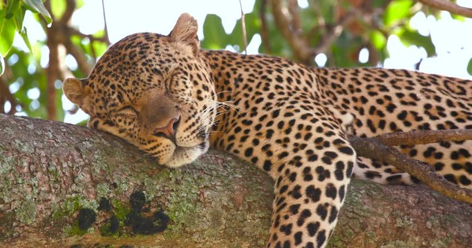 Leopard Sleeping In Tree; Maasai Mara Day 4; Maasai Mara, Kenya, Africa