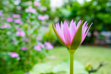 Pink lotus blooming in the afternoon