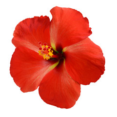 Red Hibiscus on white background with path