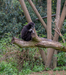 Monkeys in the rain.

