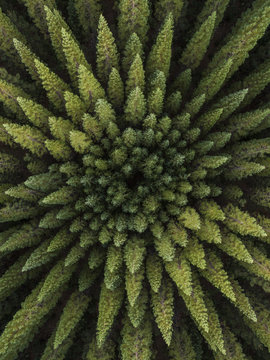Overhead scenic view of trees growing in forest
