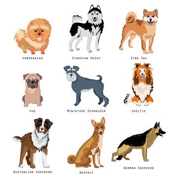 Set of funny dogs of different breeds. Purebred dogs collection.