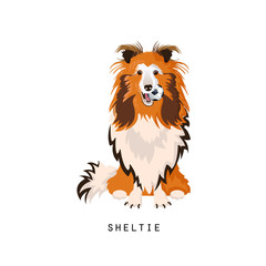 Sheltie, home pet. Shetland sheepdog or shetland collie, faithful dog.