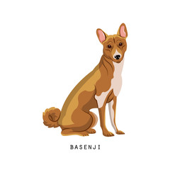 Furry human friend, home animal and decorative dog: fluffy basenji.