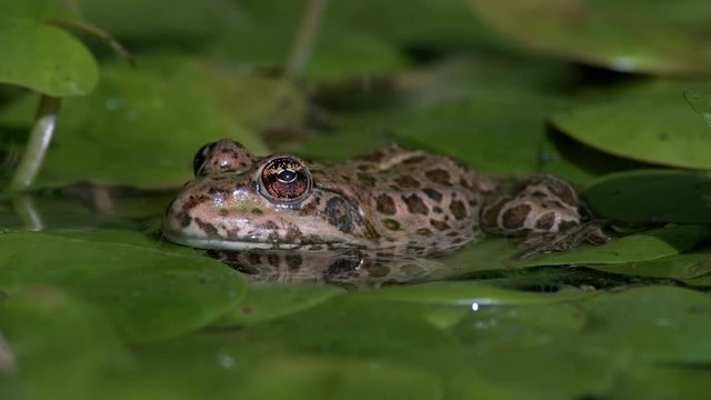 The huge eyes of a marsh toad. A frog resting on the leaves of a water lily