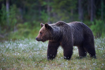Fototapeta na wymiar Wild brown bear, Ursus arctos.