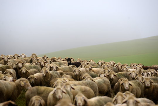 different, black goat in the middle of a herd of white sheeps