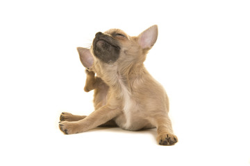 Chihuahua puppy dog cratching itself isolated on a white background