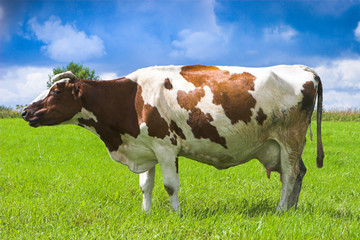 Fototapeta na wymiar A cow in a meadow. White cow with red spots. big cow.