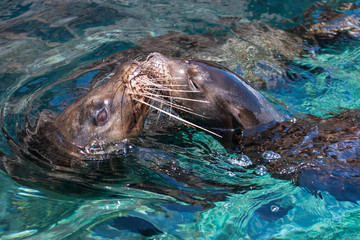Animals of the Galapagos Islands. Seals. Two fur seals in the bay of Bartolome Island