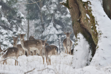herd of Fallow deer watching in the white snowy forest in the winter