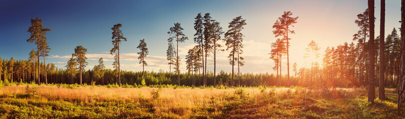 Coniferous forest with pine trees at sunset. Panoramic view in the woods