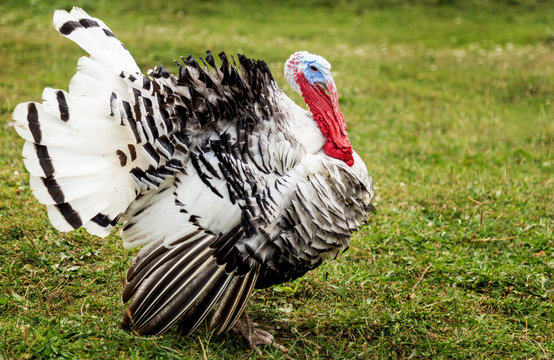 Turkey cock  in an open field of grass