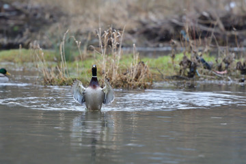 Herd of wildlife ducks swimming and  settling on the water 