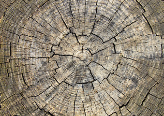 The texture of the tree trunk in a cut with circles, cracks, holes, cuts and scratches.