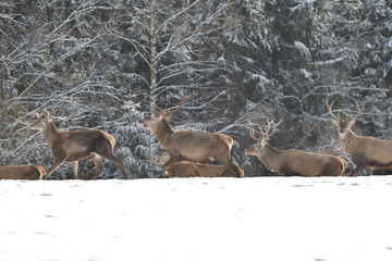 herd of  stag and  hart deers watching on the horizont in the snowy white forest in the winter