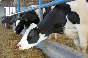 Dairy farm, feeding cows on farm