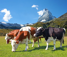 Cows grazing in the meadow.In the background of the Matterhorn-Swiss Alps