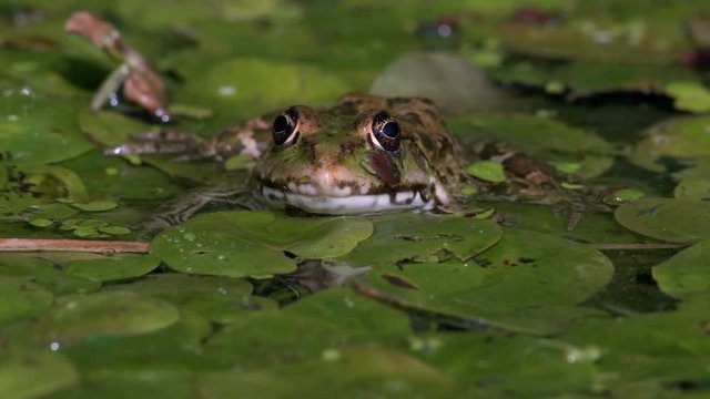 The swamp toad blinks. Muzzle of the frog