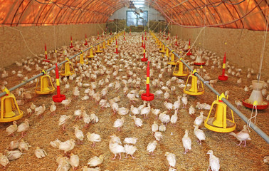 Flock of small turkeys on farm