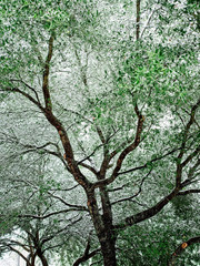 Fototapeta premium Tree With Green Leaves and Snow 2