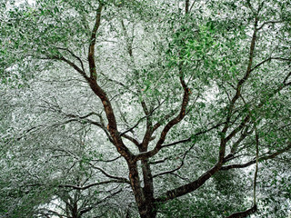 Tree With Green Leaves and Snow