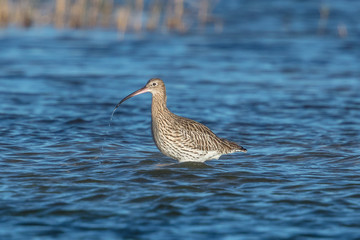 brachvogel im meer
