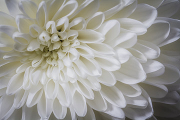 closeup of white Chrysant flower with blueish shadows