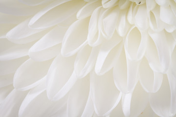 Soft closeup of white Chrysant flower petals with warm tint - obrazy, fototapety, plakaty