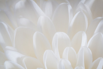 closeup of white Chrysant flower petals