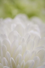 closeup of white Chrysant flower with green blurred background and shallow depth of field