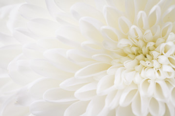 light closeup of white Chrysant flower with center on the right