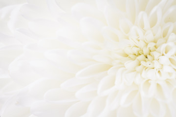 over exposed light closeup of white Chrysant flower with center on the right