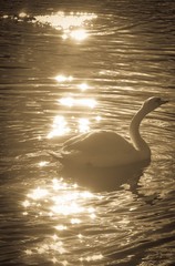 Swan At Sunset