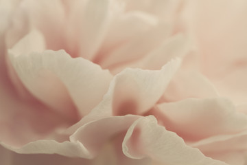 Abstract Closeup of Pink Clove Flower Petals