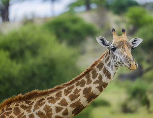 Giraffe