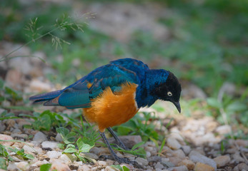 Superb Starling