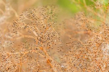 nature background