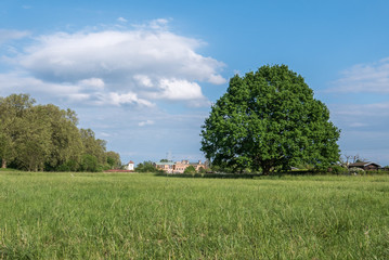 Arbre dans la prairie