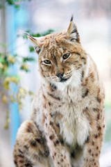 Portrait of a lynx on a blurry background