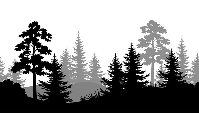 Seamless Horizontal Summer Forest with Pine, Fir Tree, Grass and Bush Black and Gray Silhouettes on White Background. Vector