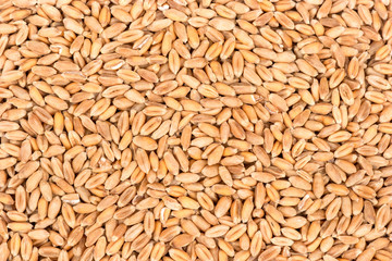 Dry wheat grains