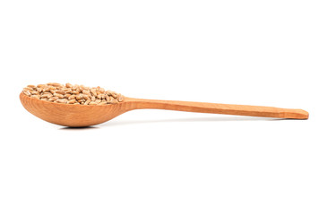 Wheat grain in spoon