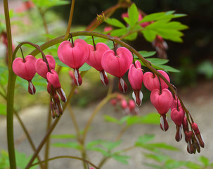 Raceme with pink and heart-shaped blossoms of a bleeding heart [Lamprocapnos spectabilis] and green...