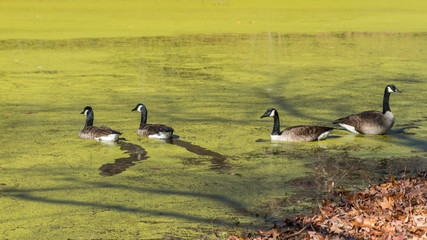 Ducks swimming on a pond covered with Algae
