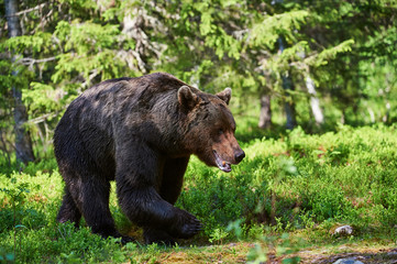 Male brown bear (Ursus arctos) in the forest