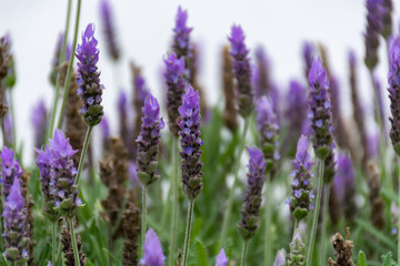 Fototapeta premium Lavender aromatic flowers, cultivation of lavender plant used as health care, skin care, cosmetics, essential oils and extracts.